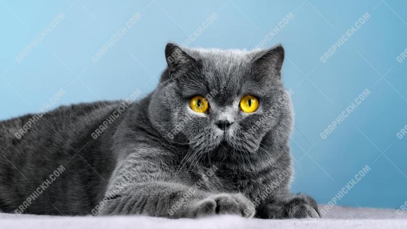 Beautiful bristish shorthair cat 2