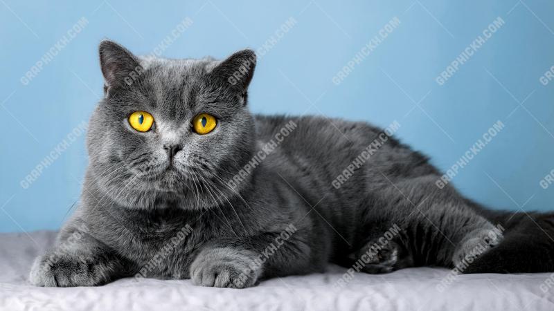 Beautiful bristish shorthair cat3