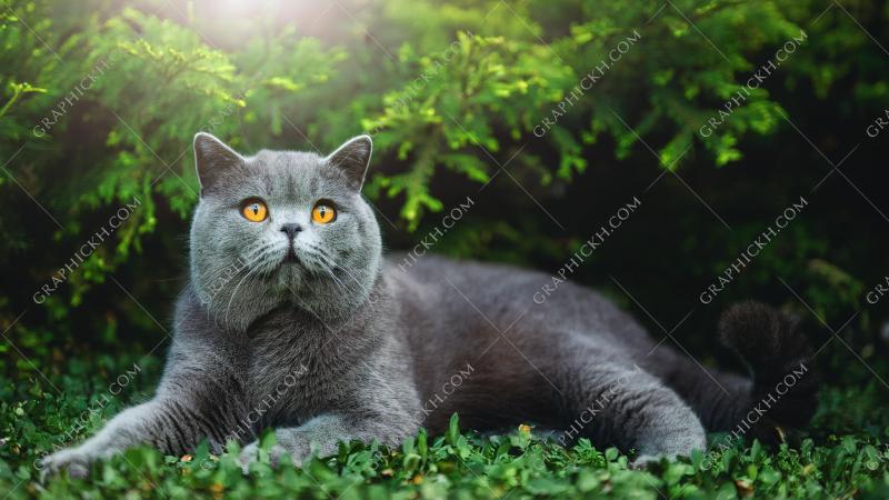 British shorthair cat enjoy natural