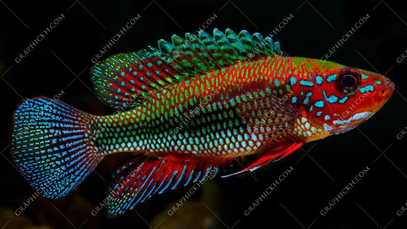 Colorful intricate patterned fish with black background