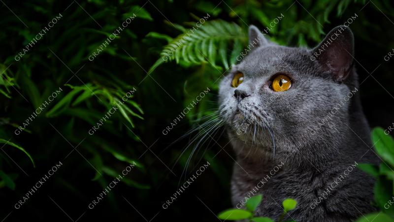 Cute british shorthair cat enjoy natural