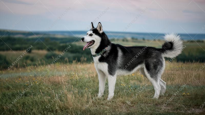 Cute dog spending time in nature