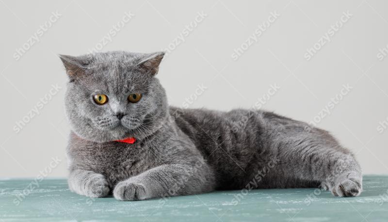 Cat looking at camera on plaster and white background. side view.