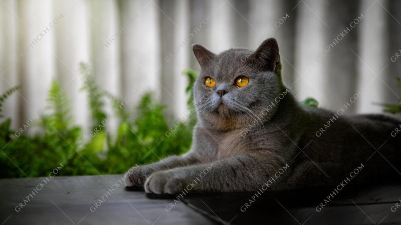 Lovely british shorthair cat enjoy natural