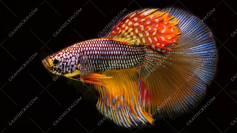 Patterned fish with black background